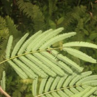 Calliandra houstoniana var. calothyrsus (Meisn.) Barneby